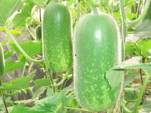 碗盆吃瓜爆料图片搞笑,笑料横生，爆笑瞬间尽收眼底！