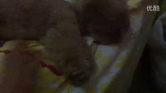 网红小糖果扒皮吃瓜视频,扒皮娱乐圈幕后真相