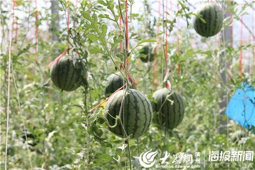 青海网红吃瓜事件视频,揭秘网络热议背后的真相