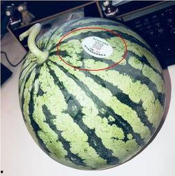 晋江网红吃瓜,揭秘娱乐圈幕后真相