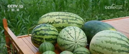 吃瓜网5,带你领略网络娱乐新风向