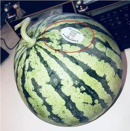 网红吃瓜视频在哪里找到